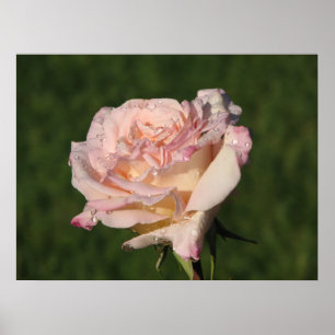 Jardins de Bagatelle Hybrid Tea Ro 054 Poster