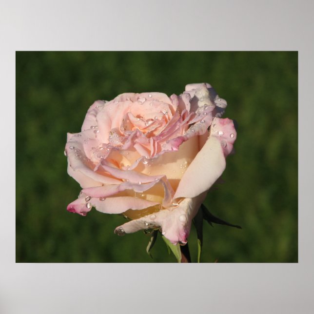 Jardins de Bagatelle Hybrid Tea Ro 054 Poster (Framsidan)