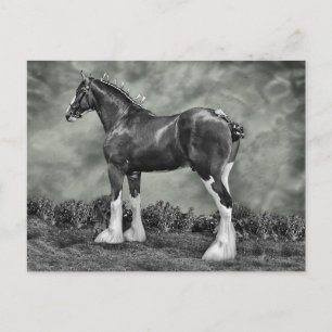 Järn Horse Steele Vykort