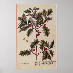 Järnek från "ett nyfiket växt-", 1782 poster
