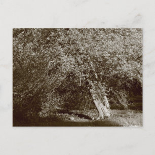 Järnek - Sepia Vykort