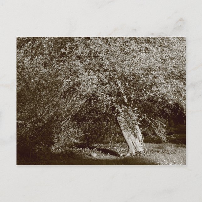 Järnek - Sepia Vykort (Framsida)