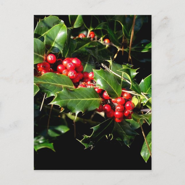 Järneken och murgrönaen vykort (Framsida)