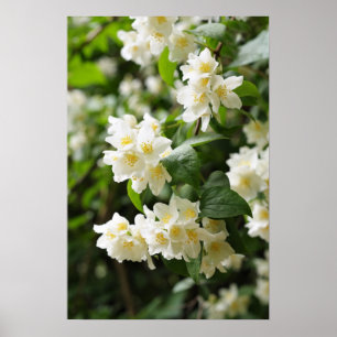 Jasmin blommar i trädgården poster