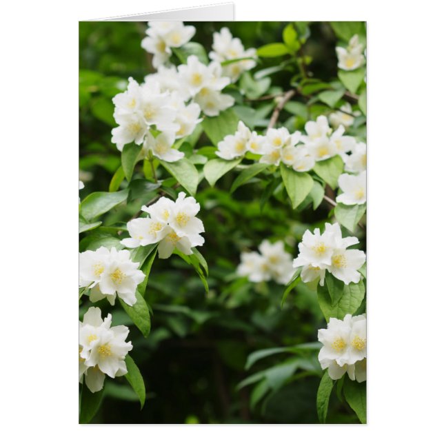 Jasmin-blommor Hälsningskort (Framsidan)