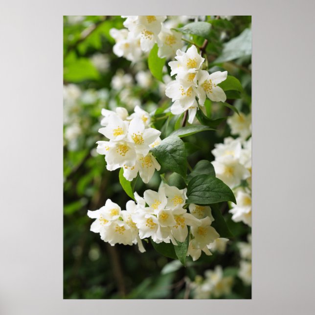 Jasmin-blommor i trädgården poster (Framsidan)