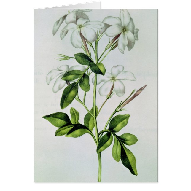 Jasmin från 'La Guirlande de Julie' Hälsningskort (Framsidan)