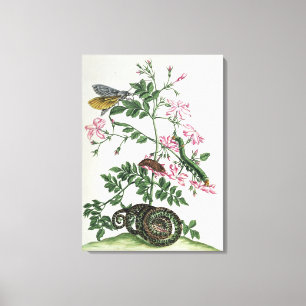 Jasmin: med ormen, malen, caterpiller och chrysal canvastryck