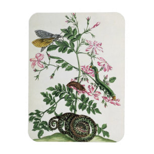 Jasmin: med ormen, malen, caterpiller och chrysal magnet