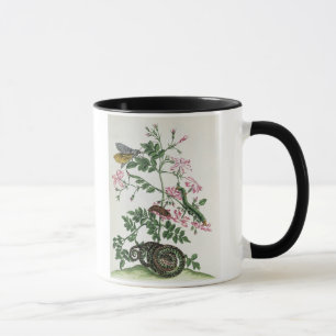 Jasmin: med ormen, malen, caterpiller och chrysal mugg