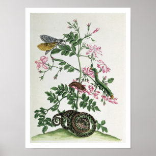 Jasmin: med ormen, malen, caterpiller och chrysal poster