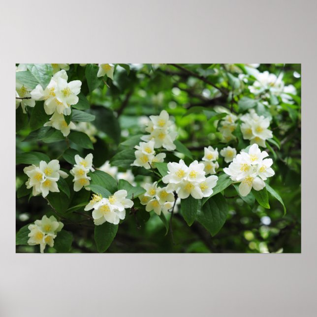 Jasminblommor i trädgården poster (Framsidan)