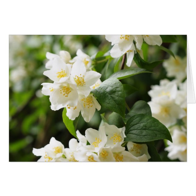 Jasminblommor närbild hälsningskort (Framsidan Horizontal)