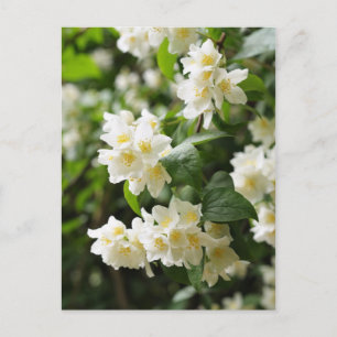 Jasminblommor närbild vykort