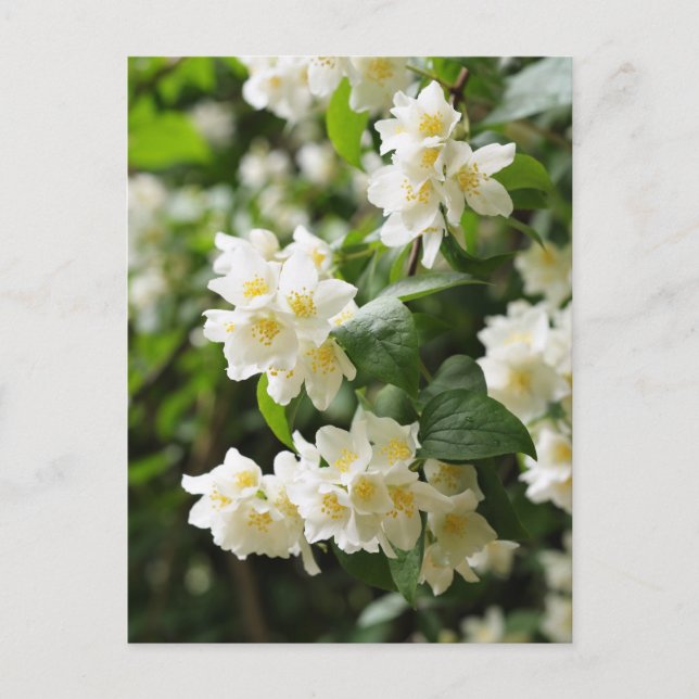 Jasminblommor närbild vykort (Framsida)