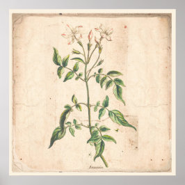 Jasmine Antique Botanical Print Poster