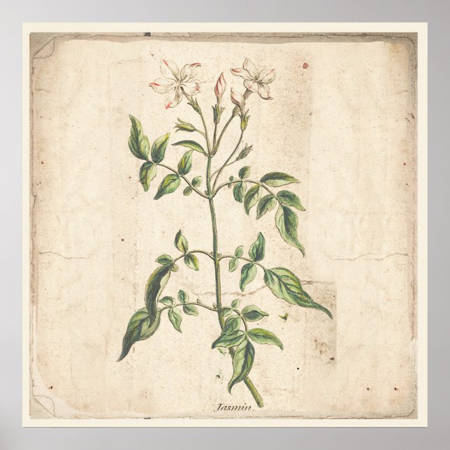 Jasmine Antique Botanical Print Poster (Framsidan)
