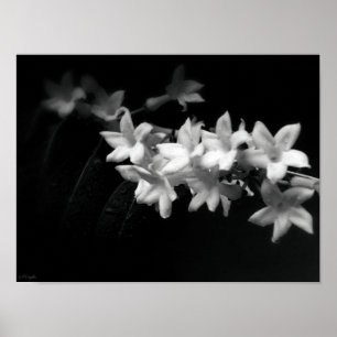 Jasmine Black and White Flowers Photograph Poster