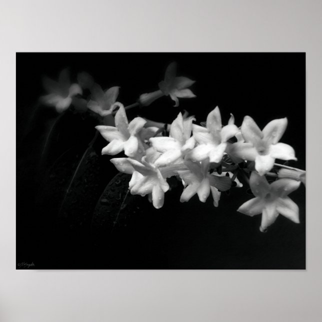 Jasmine Black and White Flowers Photograph Poster (Framsidan)