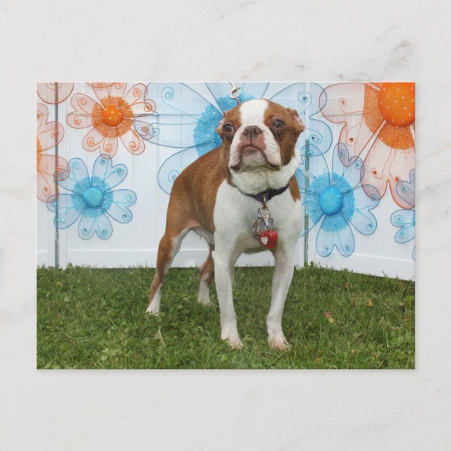 Jasmine - Boston Terrier Vykort (Framsida)