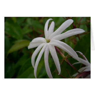 Jasmine Flower Card OBS Kort