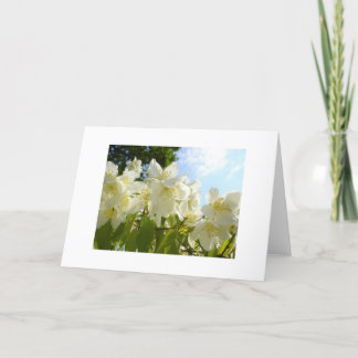 Jasmine Flower Note-kort Kort