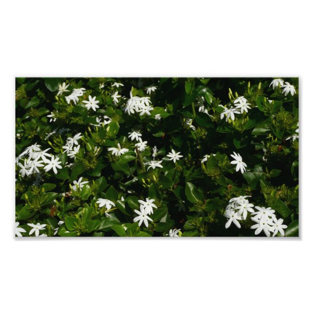 Jasmine Flowers Tropical Blommigt Botanical Fototryck (Framsidan)