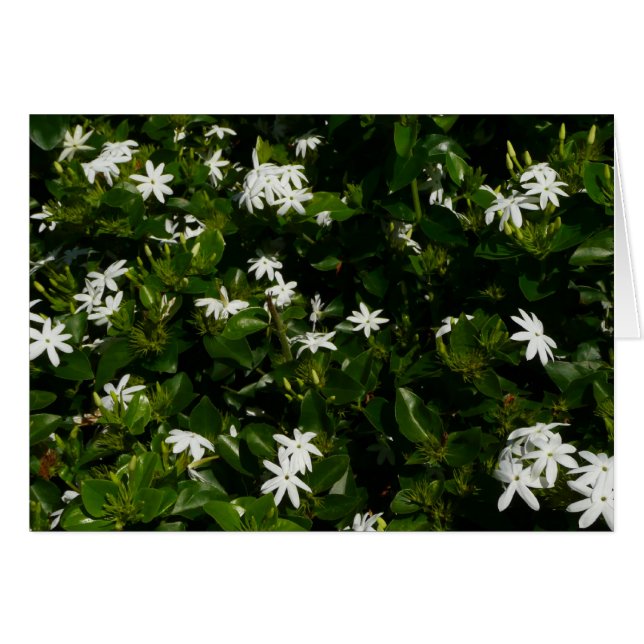 Jasmine Flowers Tropical Blommigt Botanical Hälsningskort (Framsidan Horizontal)