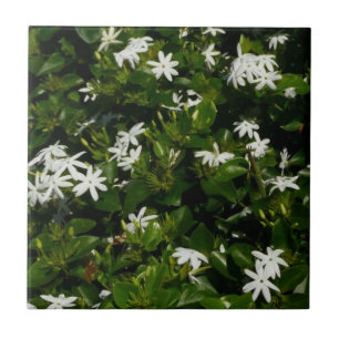 Jasmine Flowers Tropical Blommigt Botanical Kakelplatta