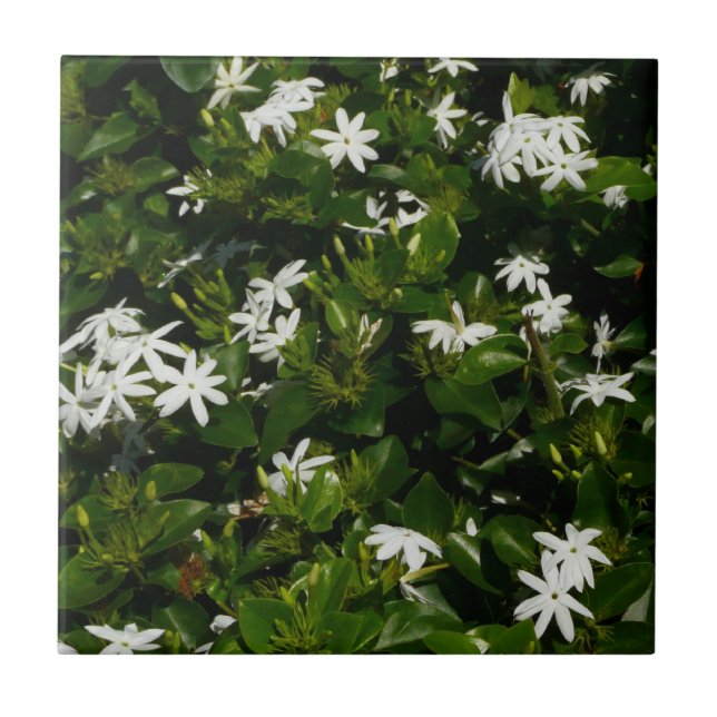 Jasmine Flowers Tropical Blommigt Botanical Kakelplatta (Framsidan)
