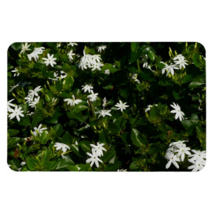 Jasmine Flowers Tropical Blommigt Botanical Magnet