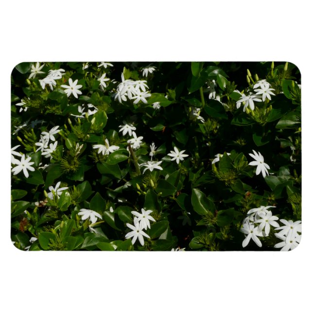 Jasmine Flowers Tropical Blommigt Botanical Magnet (Horisontell)
