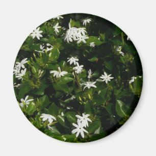 Jasmine Flowers Tropical Blommigt Botanical Magnet