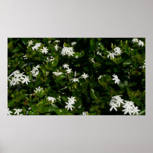 Jasmine Flowers Tropical Blommigt Botanical Poster