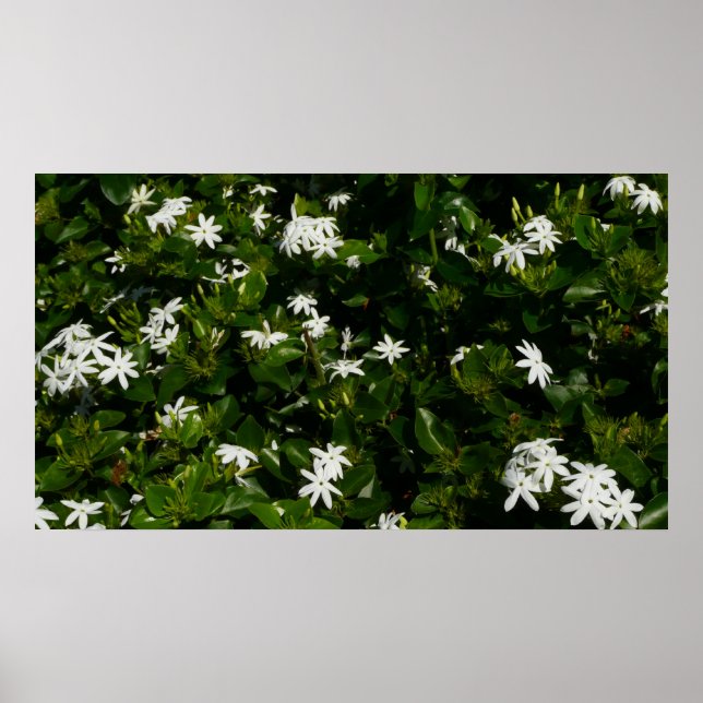 Jasmine Flowers Tropical Blommigt Botanical Poster (Framsidan)