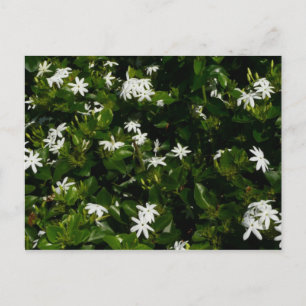 Jasmine Flowers Tropical Blommigt Botanical Vykort