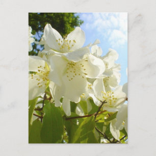 Jasmine Flowers Vykort