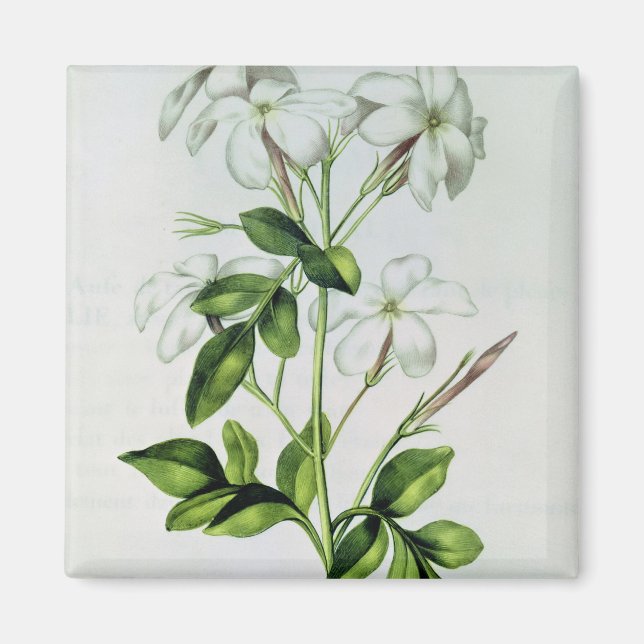 Jasmine, från La Guirlande de Julie Magnet (Framsidan)