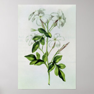 Jasmine, från La Guirlande de Julie Poster