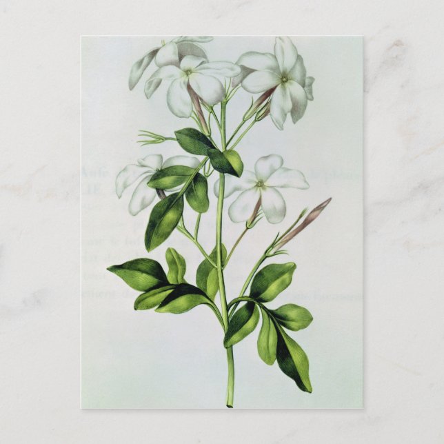 Jasmine, från La Guirlande de Julie Vykort (Framsida)