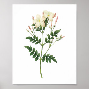 jasmine (Jasminum grandiflorum) från Redouté Poster