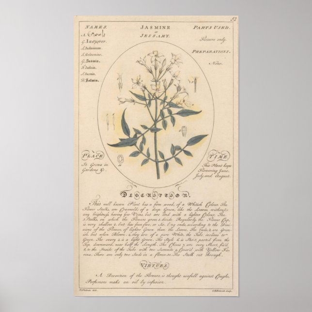 Jasmine Plant Print Poster (Framsidan)