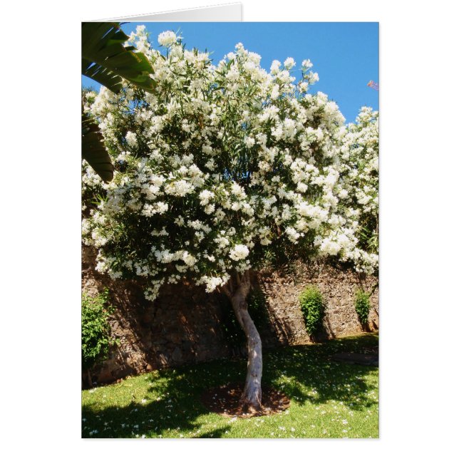 Jasmine Träd Hälsningskort (Framsidan)
