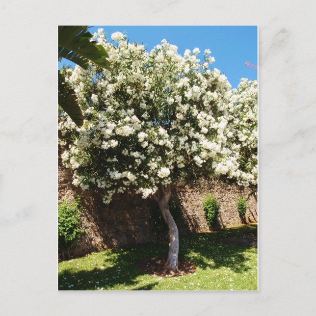 Jasmine Träd Vykort (Framsida)