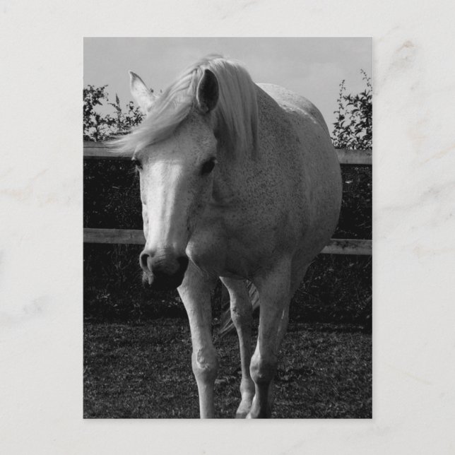 Jasmine Vykort (Framsida)