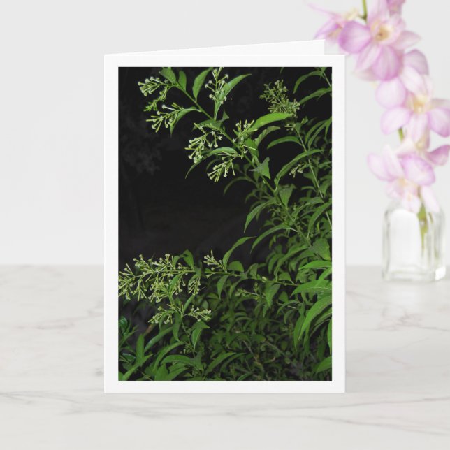 Jasmineväxt på natten porträtt kort (Orkide)