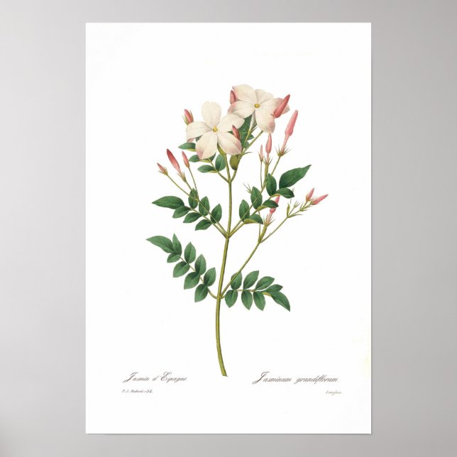 Jasminum grandiflorum poster (Framsidan)