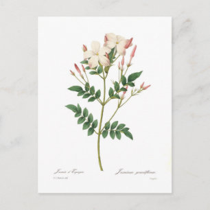 Jasminum grandiflorum vykort