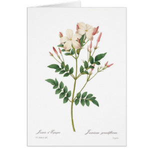 Jasminumgrandiflorum Hälsningskort