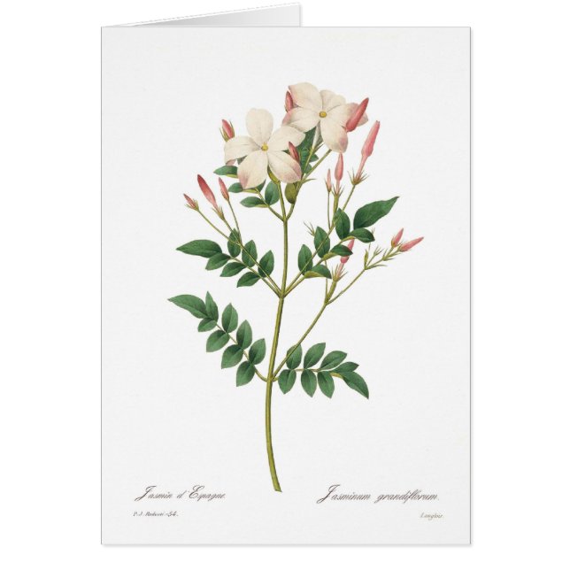 Jasminumgrandiflorum Hälsningskort (Framsidan)